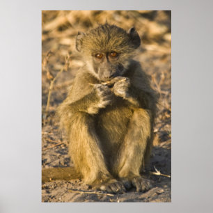 Baby Baboon Monkey Africa zit Poster