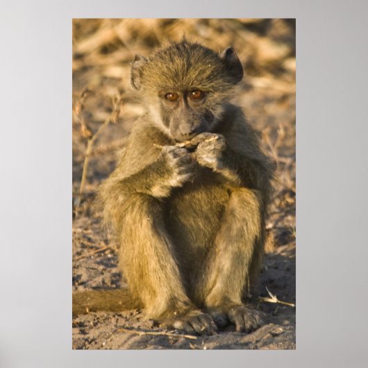 Baby Baboon Monkey Africa zit Poster (Voorkant)