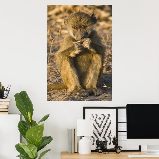 Baby Baboon Monkey Africa zit Poster (Thuiskantoor)