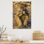 Baby Baboon Monkey Africa zit Poster (Keuken)