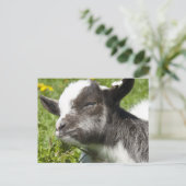 Baby Bagot Goat | Rare Breed Briefkaart (Staand voorkant)