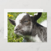 Baby Bagot Goat | Rare Breed Briefkaart (Voorkant / Achterkant)