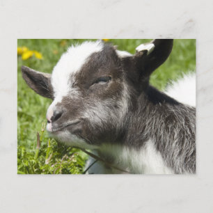 Baby Bagot Goat   Rare Breed Briefkaart