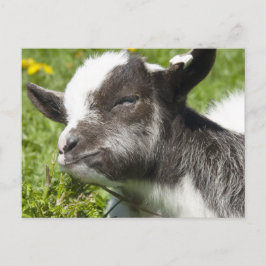 Baby Bagot Goat | Rare Breed Briefkaart