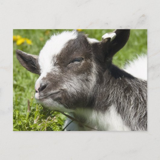 Baby Bagot Goat | Rare Breed Briefkaart (Voorkant)