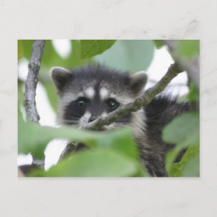 Baby Bandit! Briefkaart