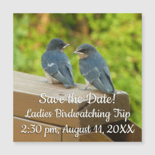 Baby Barn Swallows Natuur Fotografie