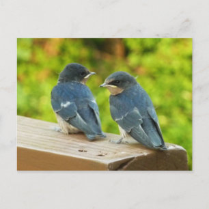 Baby Barn Swallows Natuur Fotografie Briefkaart