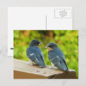 Baby Barn Swallows Natuur Fotografie Briefkaart (Voorkant / Achterkant)