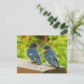Baby Barn Swallows Natuur Fotografie Briefkaart (Staand voorkant)