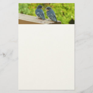 Baby Barn Swallows Natuur Fotografie Briefpapier