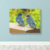 Baby Barn Swallows Natuur Fotografie Canvas Afdruk (Insitu (Houten vloer))