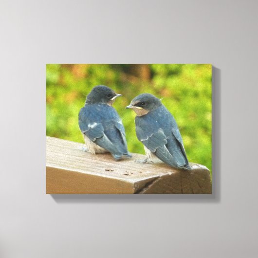 Baby Barn Swallows Natuur Fotografie Canvas Afdruk (Voorkant)