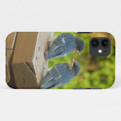 Baby Barn Swallows Natuur Fotografie Case-Mate iPhone Case (Achterkant (horizontaal))