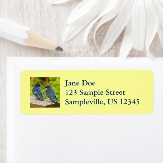 Baby Barn Swallows Natuur Fotografie Etiket (Insitu)