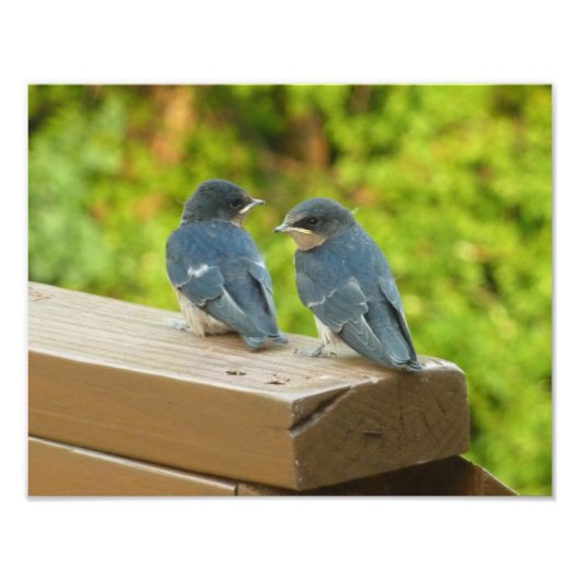 Baby Barn Swallows Natuur Fotografie Foto Afdruk (Voorkant)
