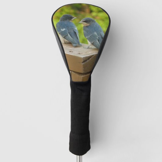 Baby Barn Swallows Natuur Fotografie Golfheadcover (Voorkant)