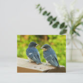 Baby Barn Swallows Natuur Fotografie Kaart (Staand voorkant)