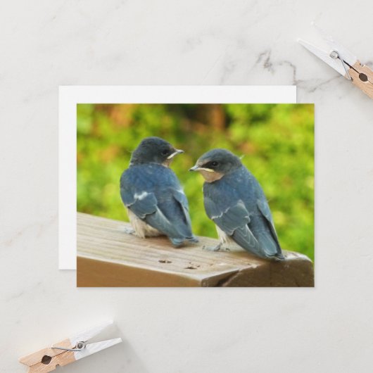 Baby Barn Swallows Natuur Fotografie Kaart (Voorkant / Achterkant in situ)