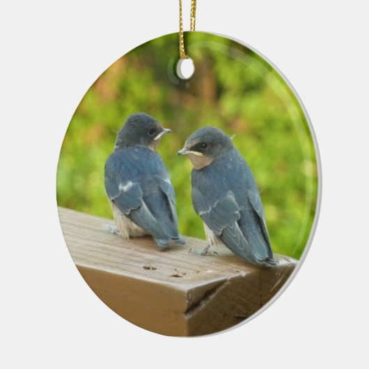 Baby Barn Swallows Natuur Fotografie Keramisch Ornament (Links)