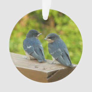 Baby Barn Swallows Natuur Fotografie Ornament
