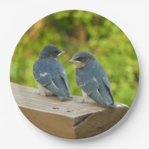 Baby Barn Swallows Natuur Fotografie Papieren Bordje