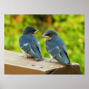 Baby Barn Swallows Natuur Fotografie Poster