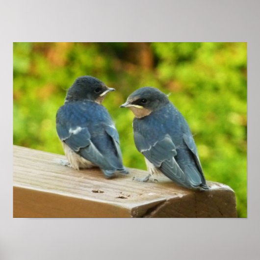 Baby Barn Swallows Natuur Fotografie Poster (Voorkant)