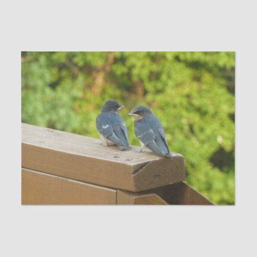 Baby Barn Swallows Natuur Fotografie Tissuepapier (Voorkant)