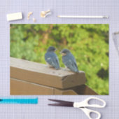 Baby Barn Swallows Natuur Fotografie Tissuepapier (Craft)