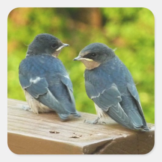 Baby Barn Swallows Natuur Fotografie Vierkante Sticker (Voorkant)