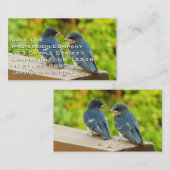 Baby Barn Swallows Natuur Fotografie Visitekaartje (Voorkant / Achterkant)