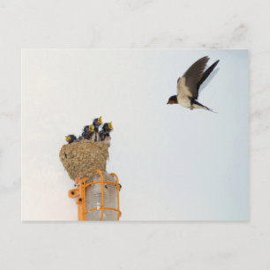 Baby Barn Swallows worden gevoerd door hun moeder Briefkaart