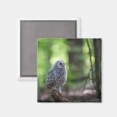 Baby Barred Owl 2" magneet (Voorkant / Achterkant)