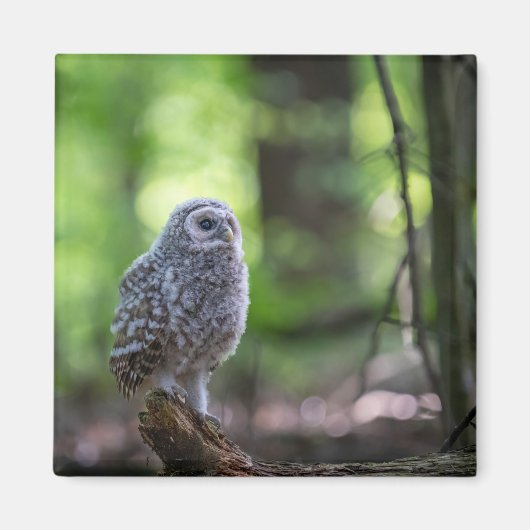Baby Barred Owl 2" magneet (Voorkant)