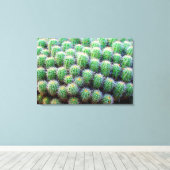 baby barrel cactus verpakt canvas afdruk (Insitu (Houten vloer))