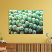 baby barrel cactus verpakt canvas afdruk (Insitu (Woonkamer))