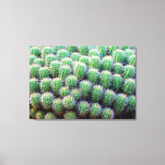 baby barrel cactus verpakt canvas afdruk (Voorkant)