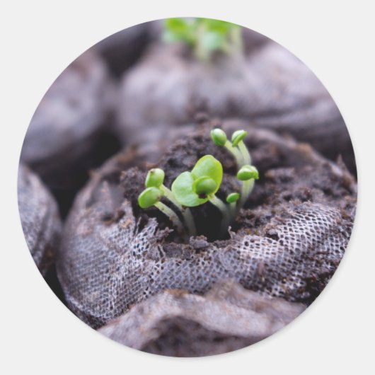 Baby Basil Plant Ronde Sticker (Voorkant)