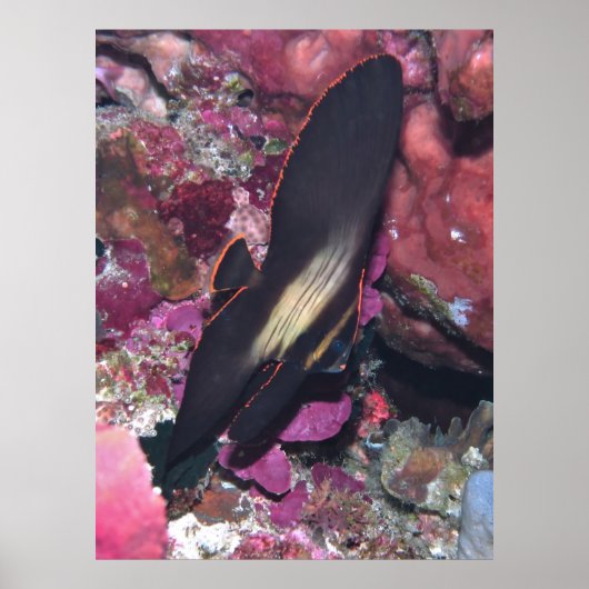 Baby Batfish Poster (Voorkant)