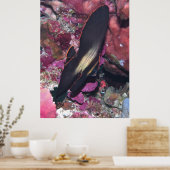 Baby Batfish Poster (Keuken)