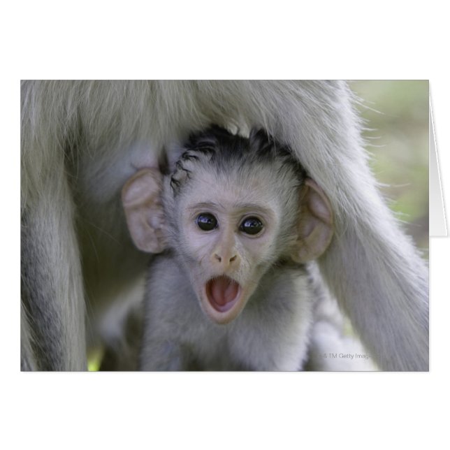 Baby baviaan onder zijn moeder (Voorkant Horizontaal)