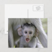 Baby baviaan onder zijn moeder briefkaart (Voorkant / Achterkant)