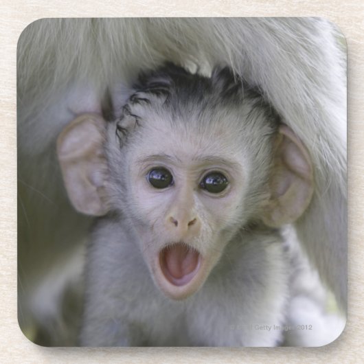 Baby baviaan onder zijn moeder onderzetter (Voorkant)