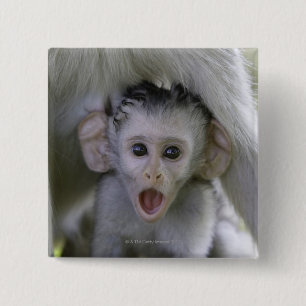 Baby baviaan onder zijn moeder vierkante button 5,1 cm