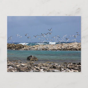 Baby Beach Briefkaart