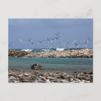 Baby Beach Briefkaart