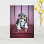 Baby Beagle op de rode stoel Kaart (Gele Bloem)