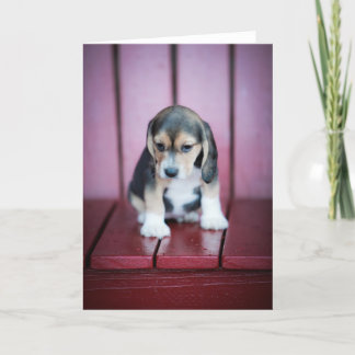Baby Beagle op de rode stoel Kaart