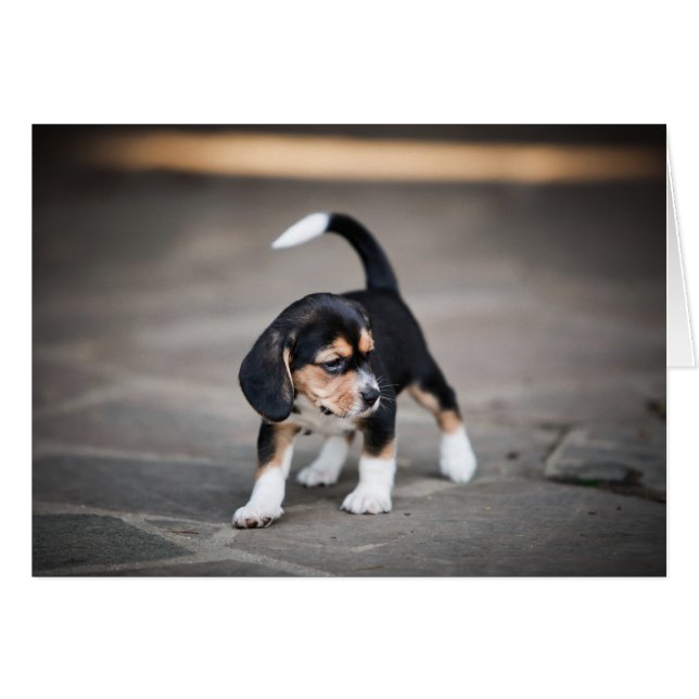 Baby Beagle Walking (Voorkant Horizontaal)